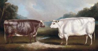 William Henry Davis - A prize heffer and a prize cow