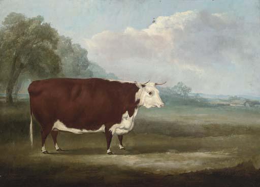 William Henry Davis - A prize Hereford cow