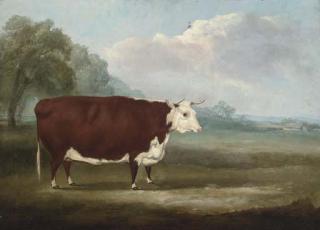 William Henry Davis - A prize Hereford cow