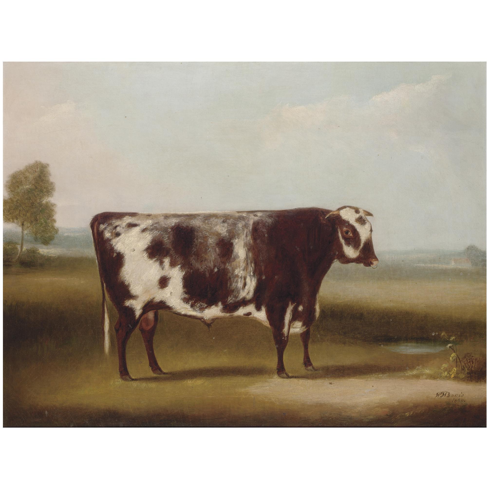 William Henry Davis - British Portrait Of A Bull