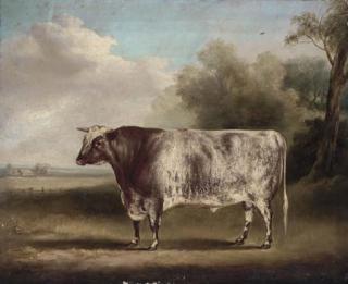 William Henry Davis - Mr Sam Wiley\'s Van Dunck, a prize bull in a field