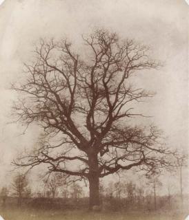 William Henry Fox Talbot - Oak Tree In Winter, Probably 1842/43
