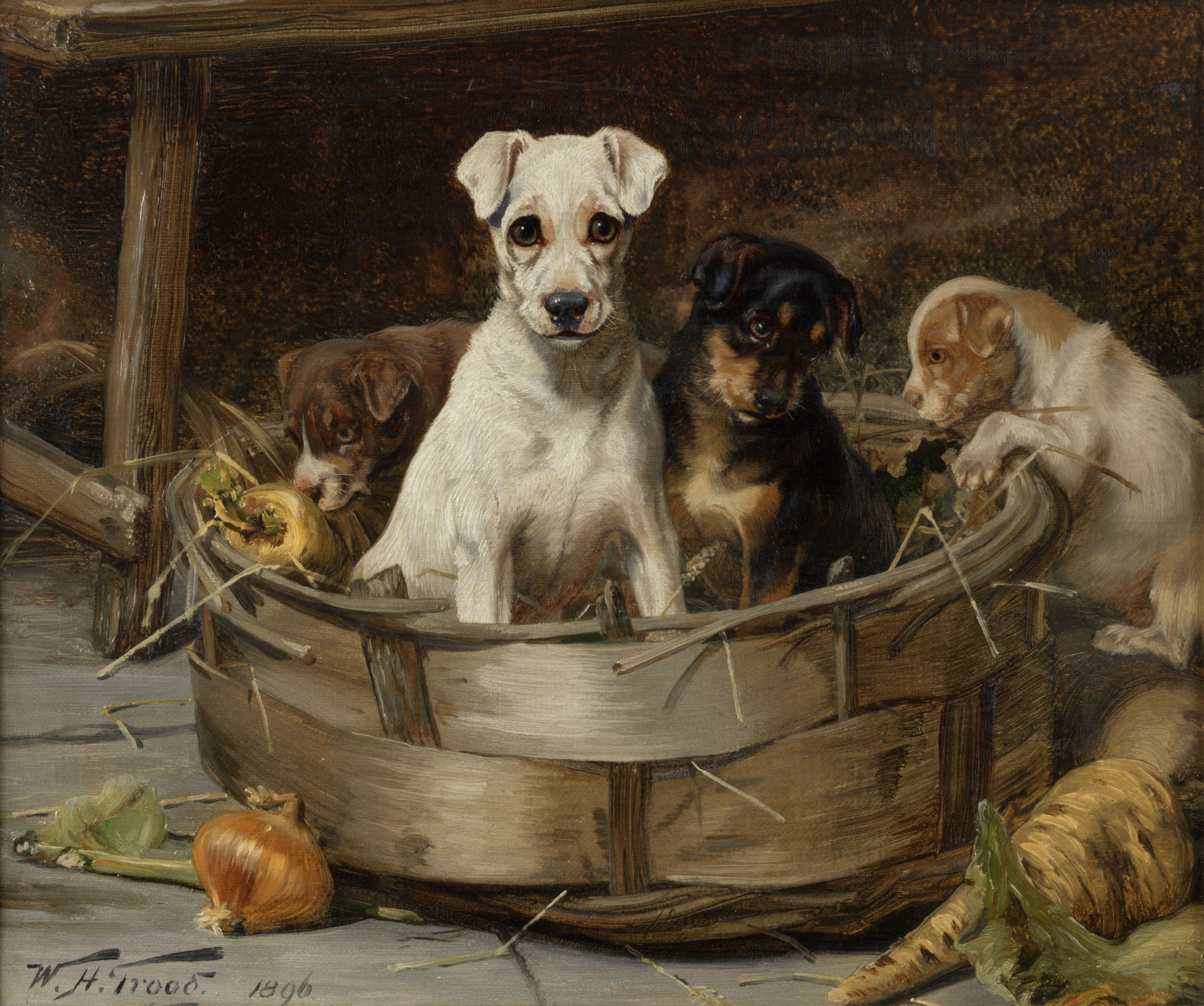 William Henry Hamilton Trood - Rooting around