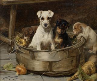 William Henry Hamilton Trood - Rooting around