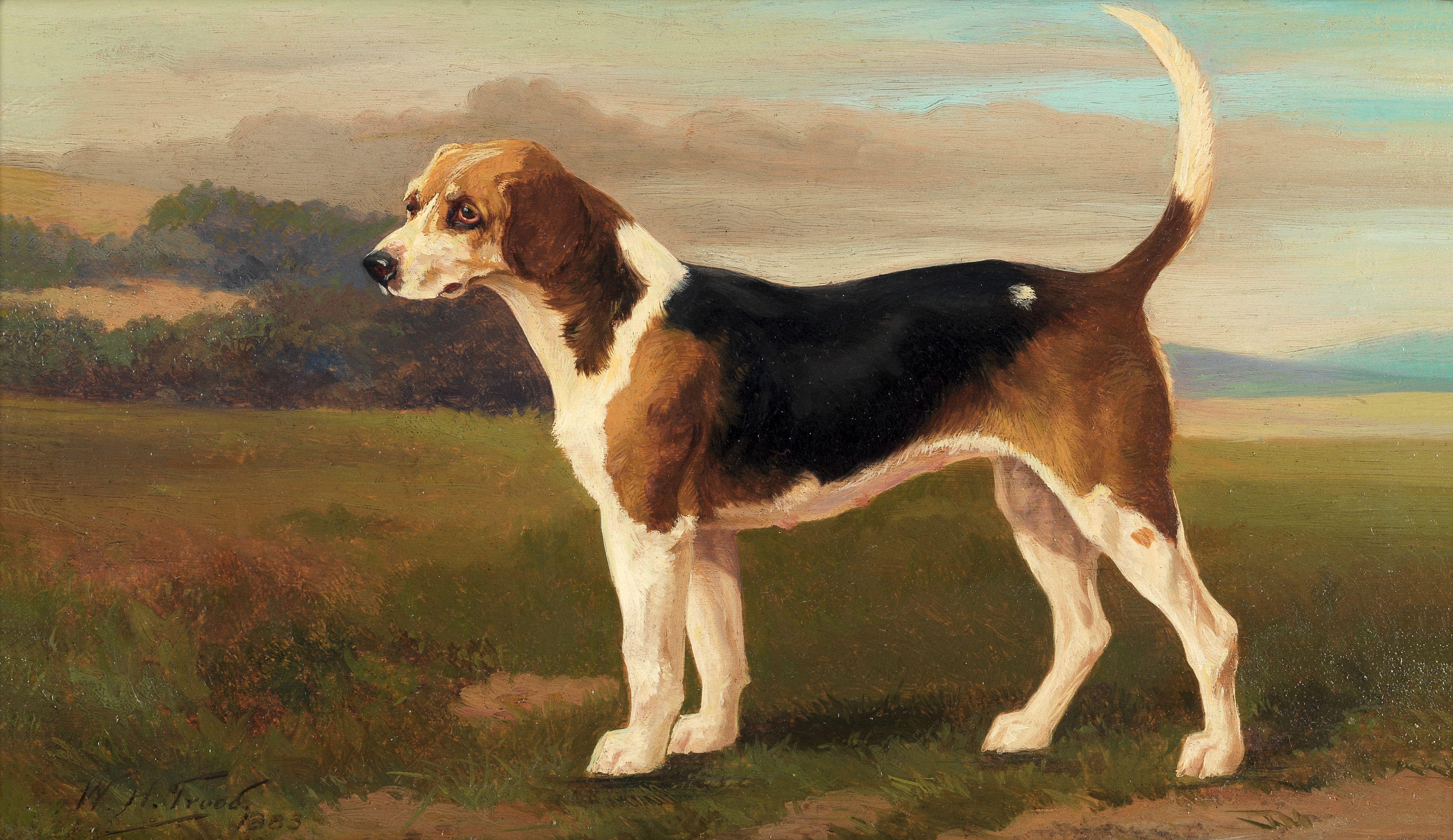 William Henry Hamilton Trood - The fox hound \'Banich\', property of Lord Willoughby de Broke, Master of Foxhounds of the Warwickshire Hunt