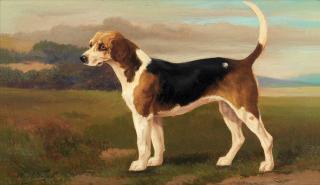 William Henry Hamilton Trood - The fox hound \'Banich\', property of Lord Willoughby de Broke, Master of Foxhounds of the Warwickshire Hunt