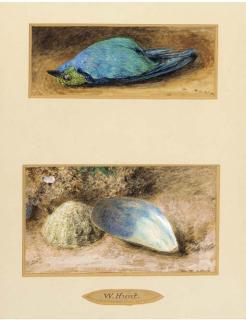 William Henry Hunt, O.W.S. - Still life of a dead bird; and Still life of two shells on a mossy bank