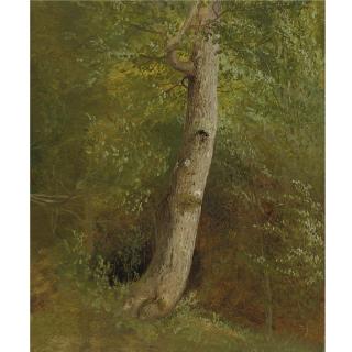 William Holbrook Beard - Study Of A Tree