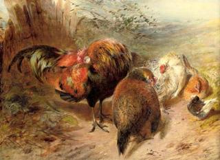 William Huggins - Chickens
