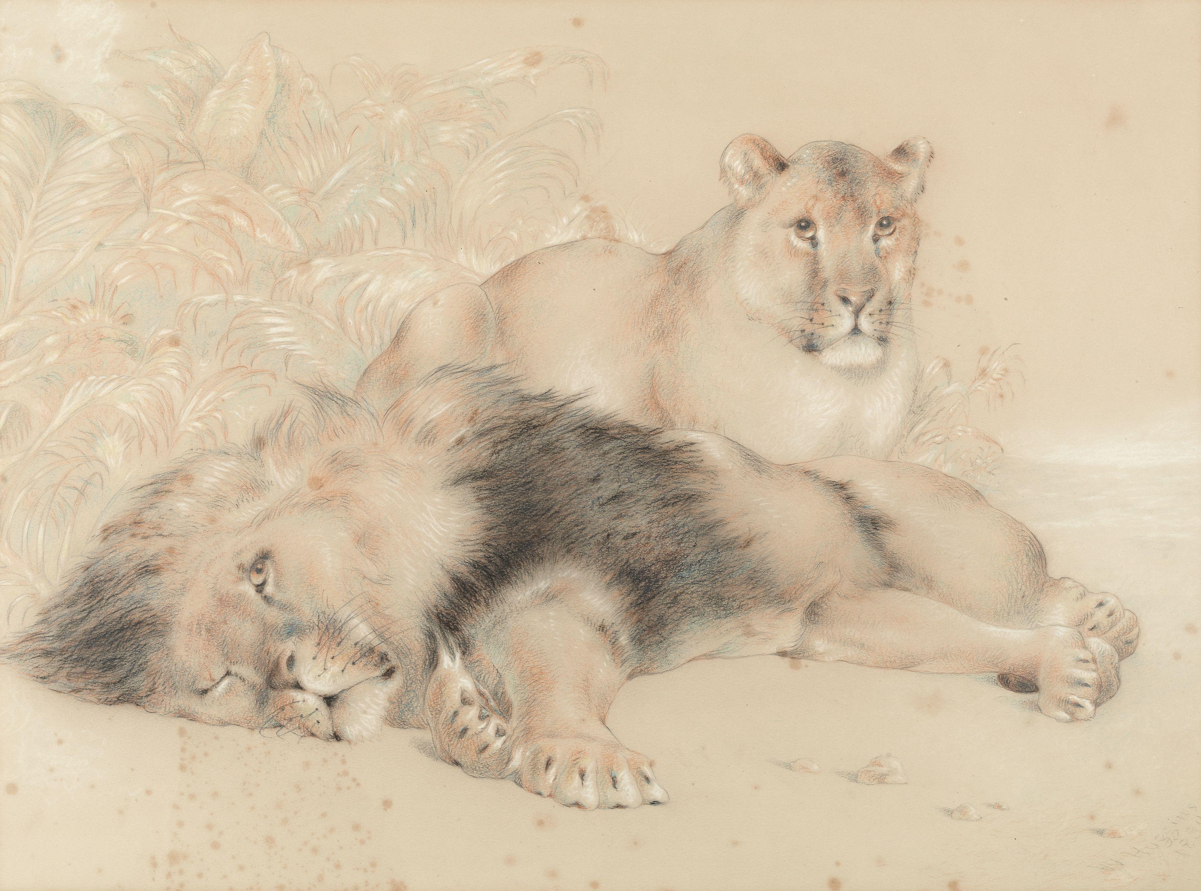 William Huggins - Lion & lioness