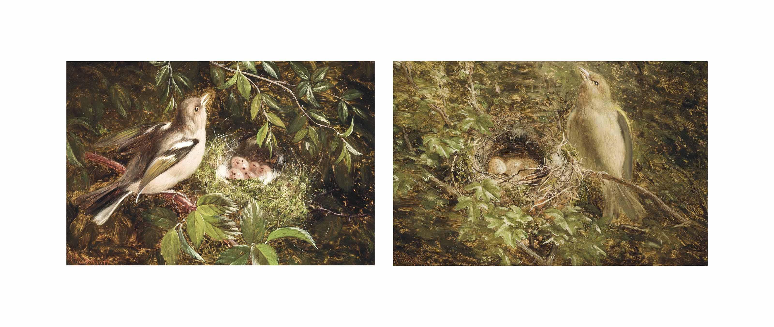 William  Hughes - Female chaffinch with nest; and Female chaffinch singing by her nest