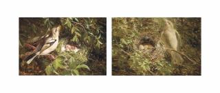 William  Hughes - Female chaffinch with nest; and Female chaffinch singing by her nest