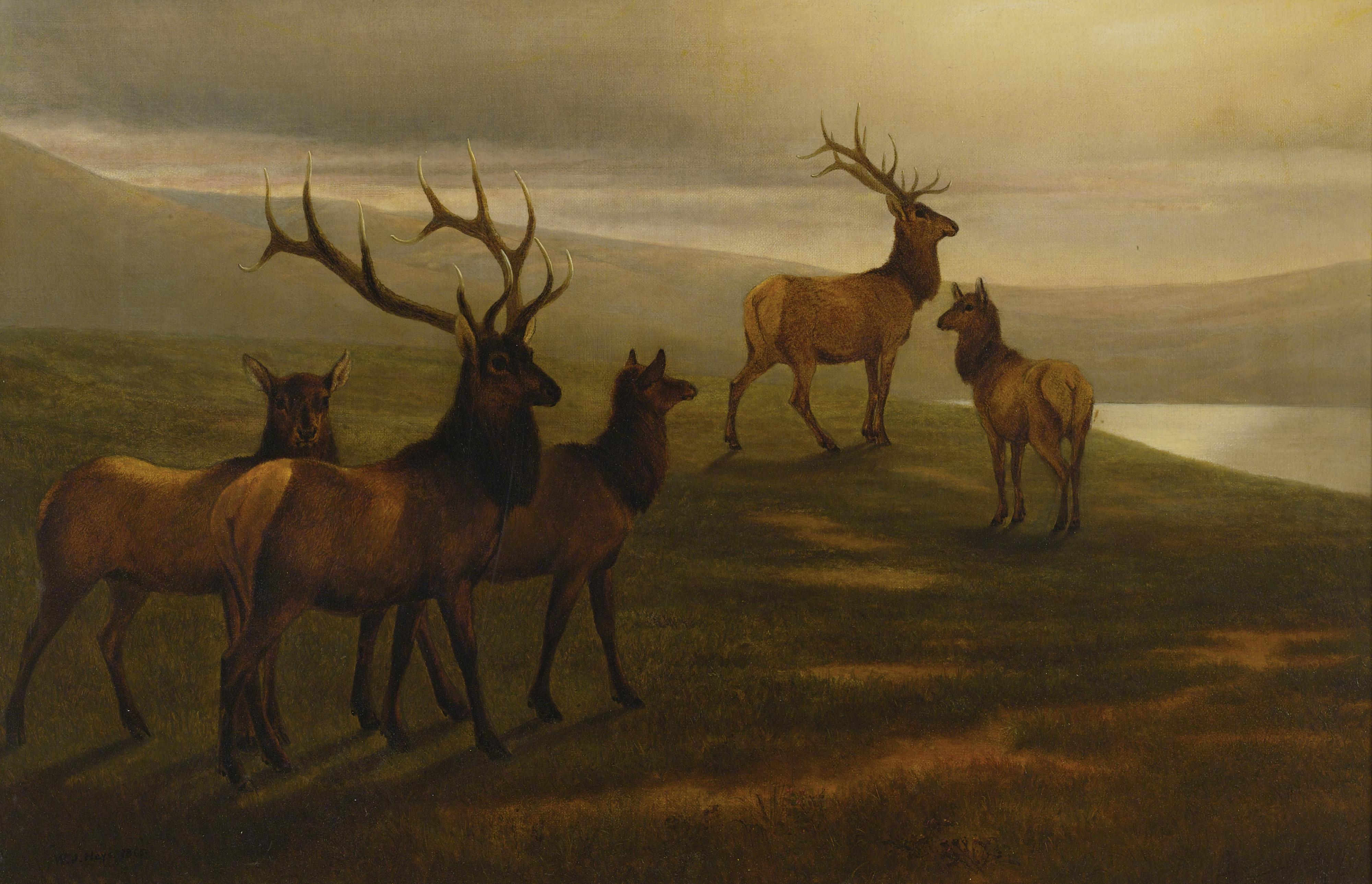 William Jacob Hays Sr. - American Elk
