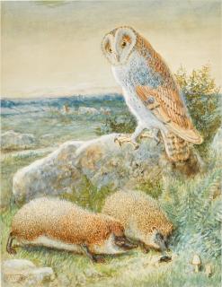 William James Webb - The Barn Owl and Hedgehogs; Calves and a Moorhen
