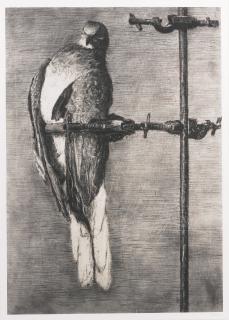 William Kentridge - Bird Catcher
