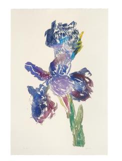 William Kentridge - Dutch Iris I