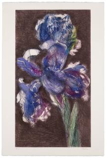 William Kentridge - Dutch Iris II