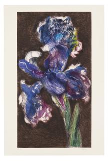 William Kentridge - Dutch Iris II