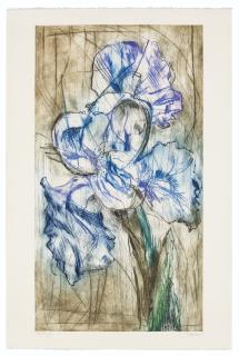 William Kentridge - Dutch Iris (Trial Proof K)