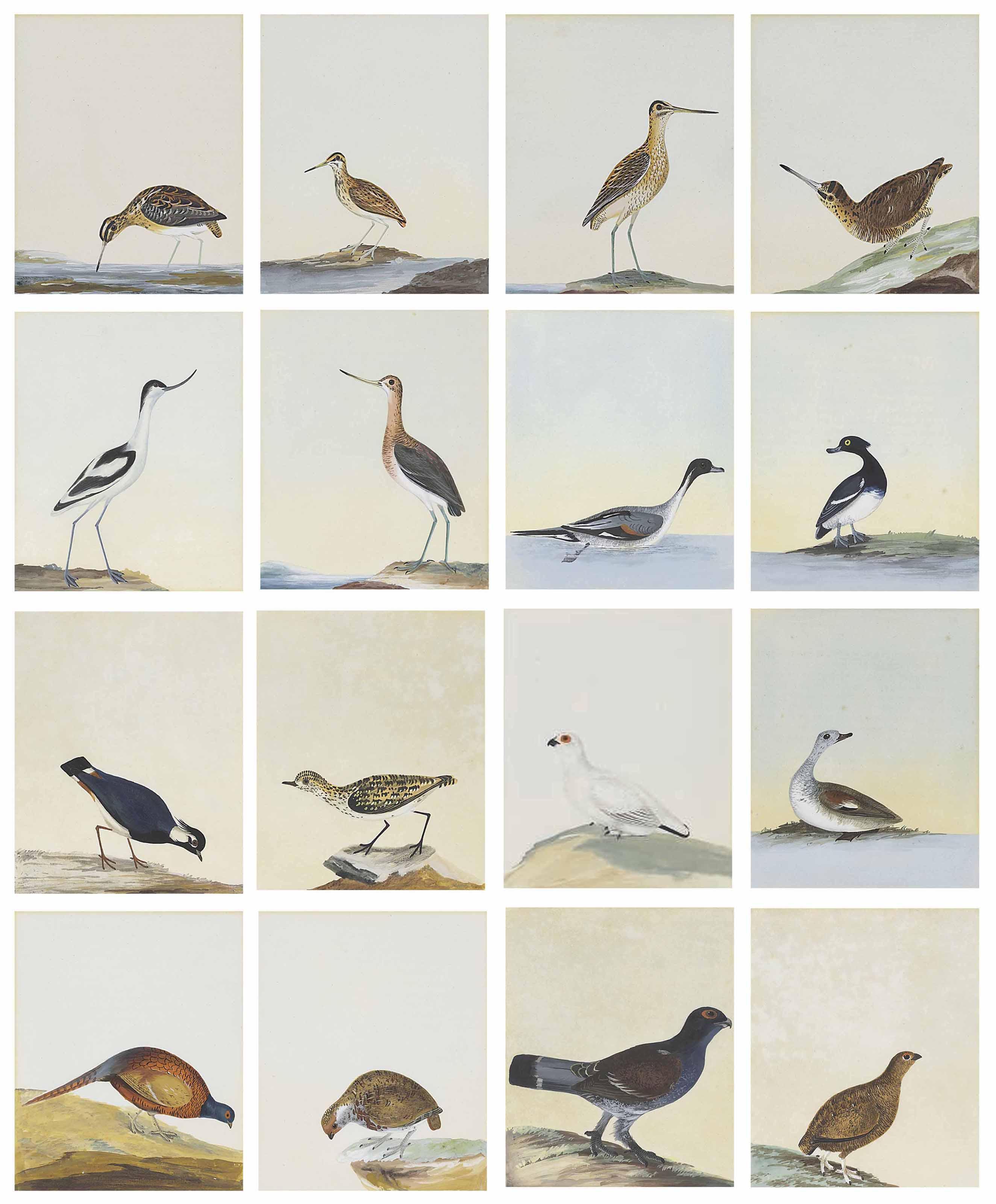William Lewin - A Partial Set Of Illustrations To Birds Of Great Britain Including Red Grouse, Cock Pheasant, Ptarmigan, Blackgame, Lapwing, Wader, Avocet, Goldeneye, Gadwall, Pintail, Tufted Duck, Diver, Woodcock, Snipe And Teal