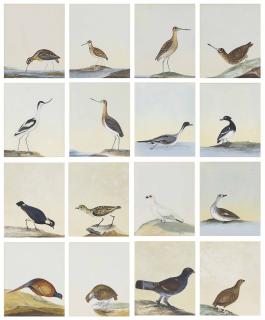 William Lewin - A Partial Set Of Illustrations To Birds Of Great Britain Including Red Grouse, Cock Pheasant, Ptarmigan, Blackgame, Lapwing, Wader, Avocet, Goldeneye, Gadwall, Pintail, Tufted Duck, Diver, Woodcock, Snipe And Teal