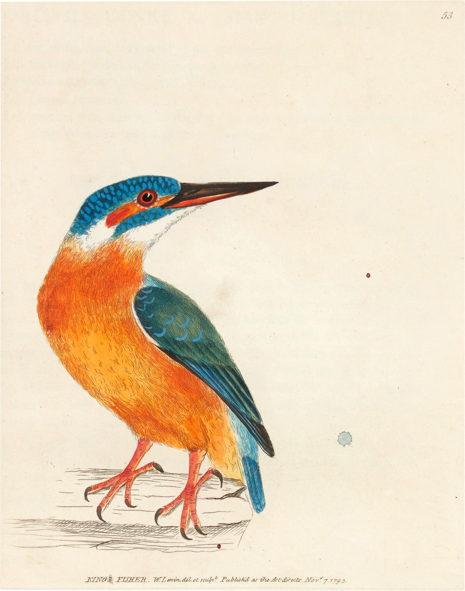 William Lewin - The Birds of Great Britain, 1796-1801, 8 volumes in 4