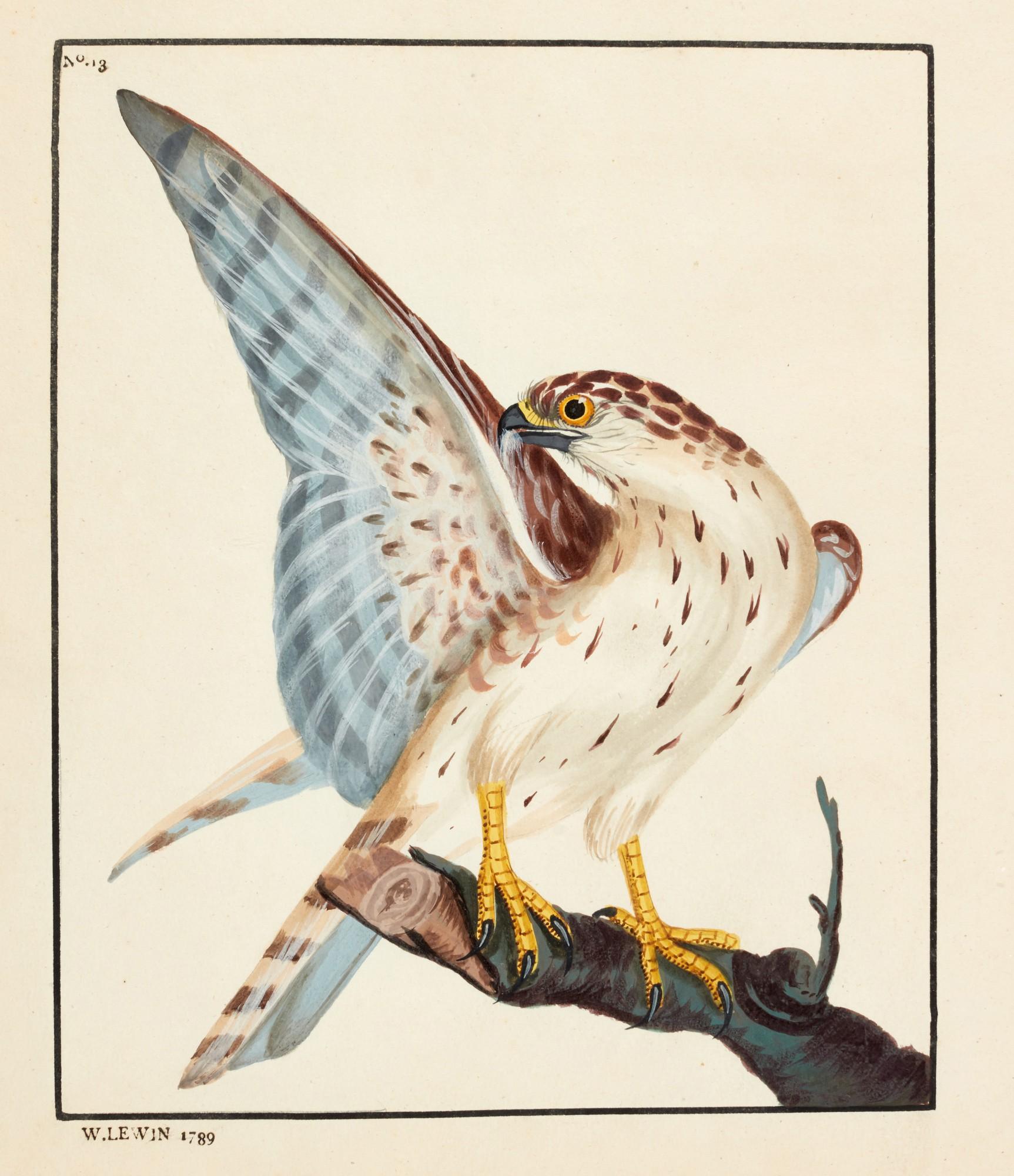 William Lewin - The Birds of Great-Britain with their Eggs, 1789-1794, 7 volumes in 3