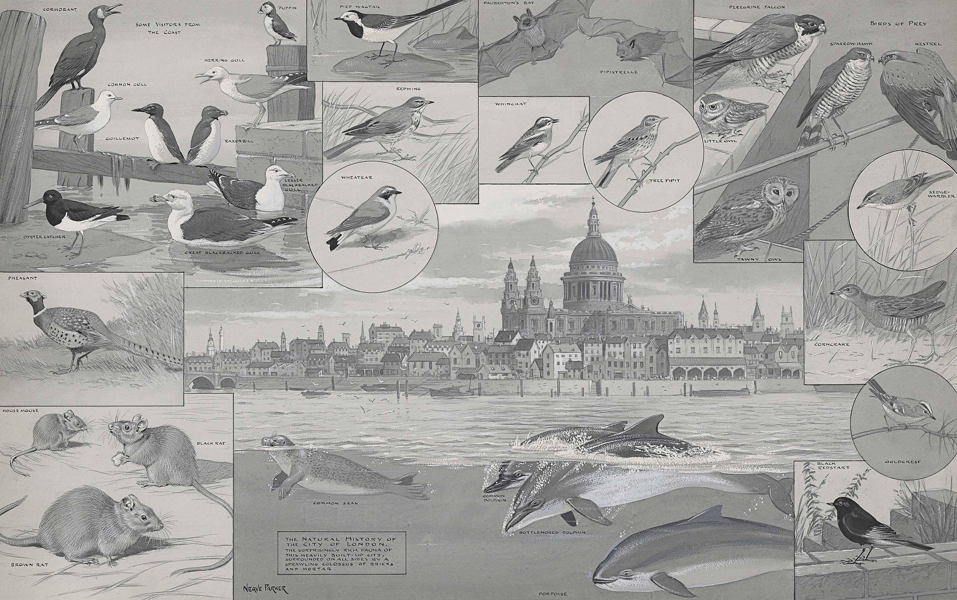 William Neave Parker - The Natural History Of The City Of London; And British Animals In Winter