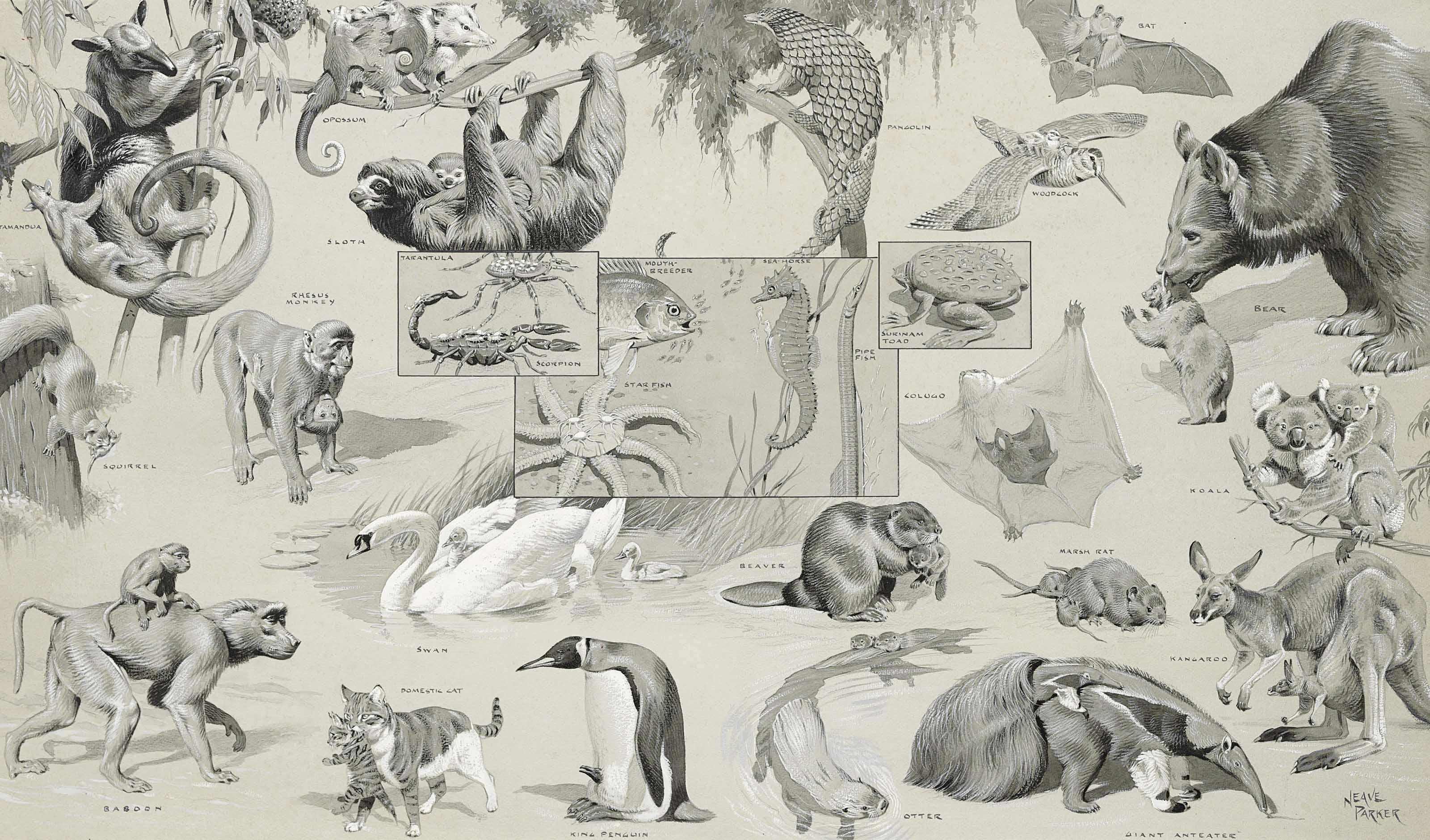 William Neave Parker - Three Illustrations Of Animals And Their Young And Animal Groups