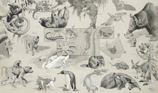 William Neave Parker - Three Illustrations Of Animals And Their Young And Animal Groups