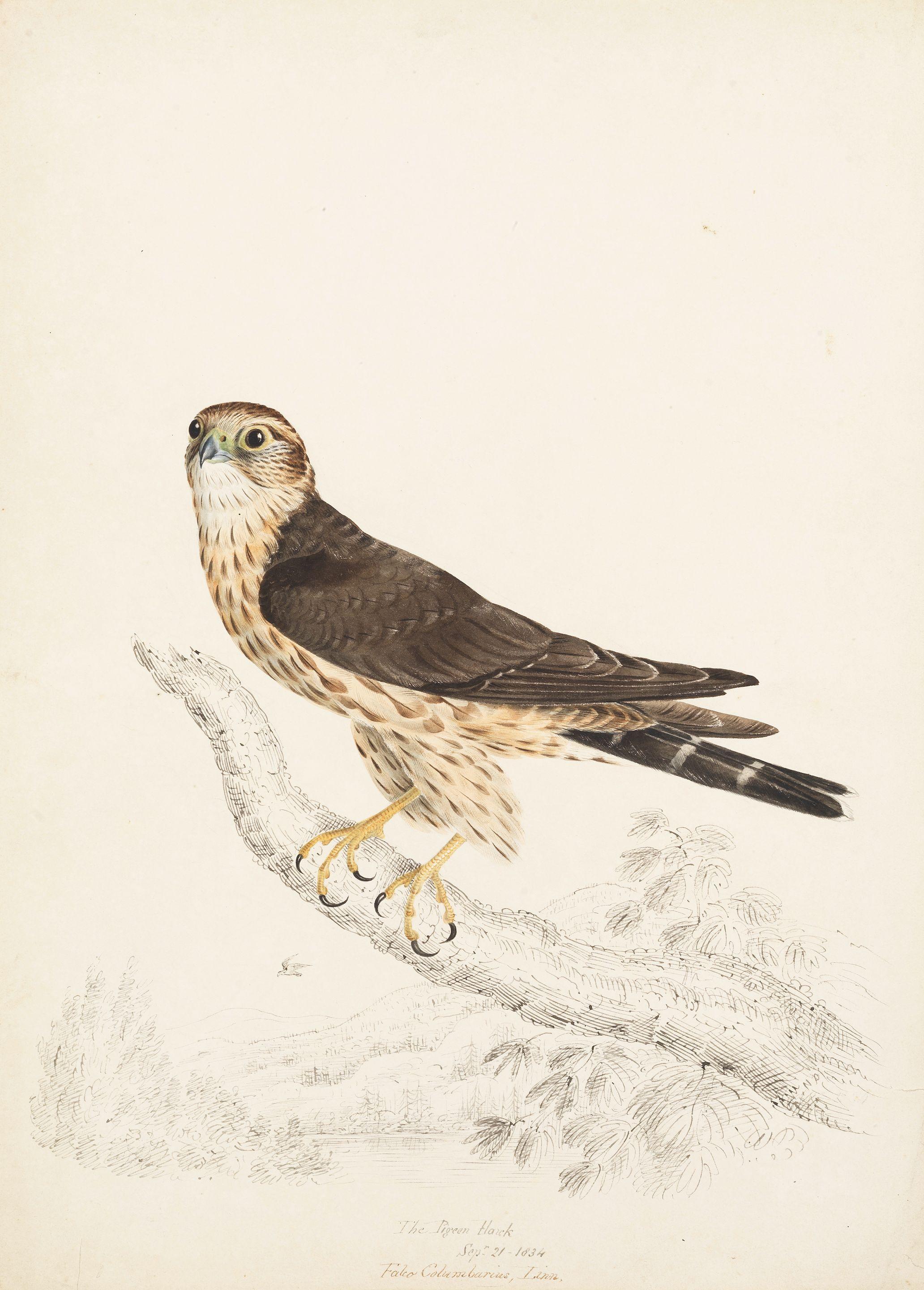 William Pope - An extensive archive of fifty-four Canadian animal studies, comprised of forty ornithological studies and fourteen ichthyological studies