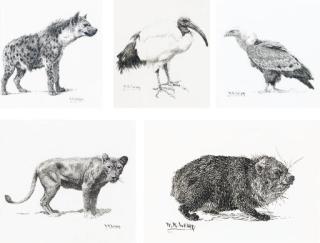 William R. Leigh - Sacred Ibis; Griffon Vulture; Hyrax; Hyenna and Lioness