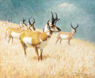William Robinson Leigh - Prong-Horned Antelope
