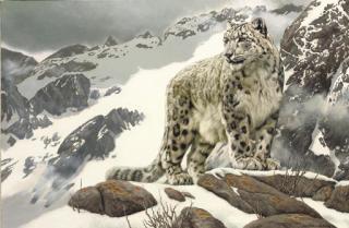 William Sternberg De Beer - Snow Leopard in the Himalayas