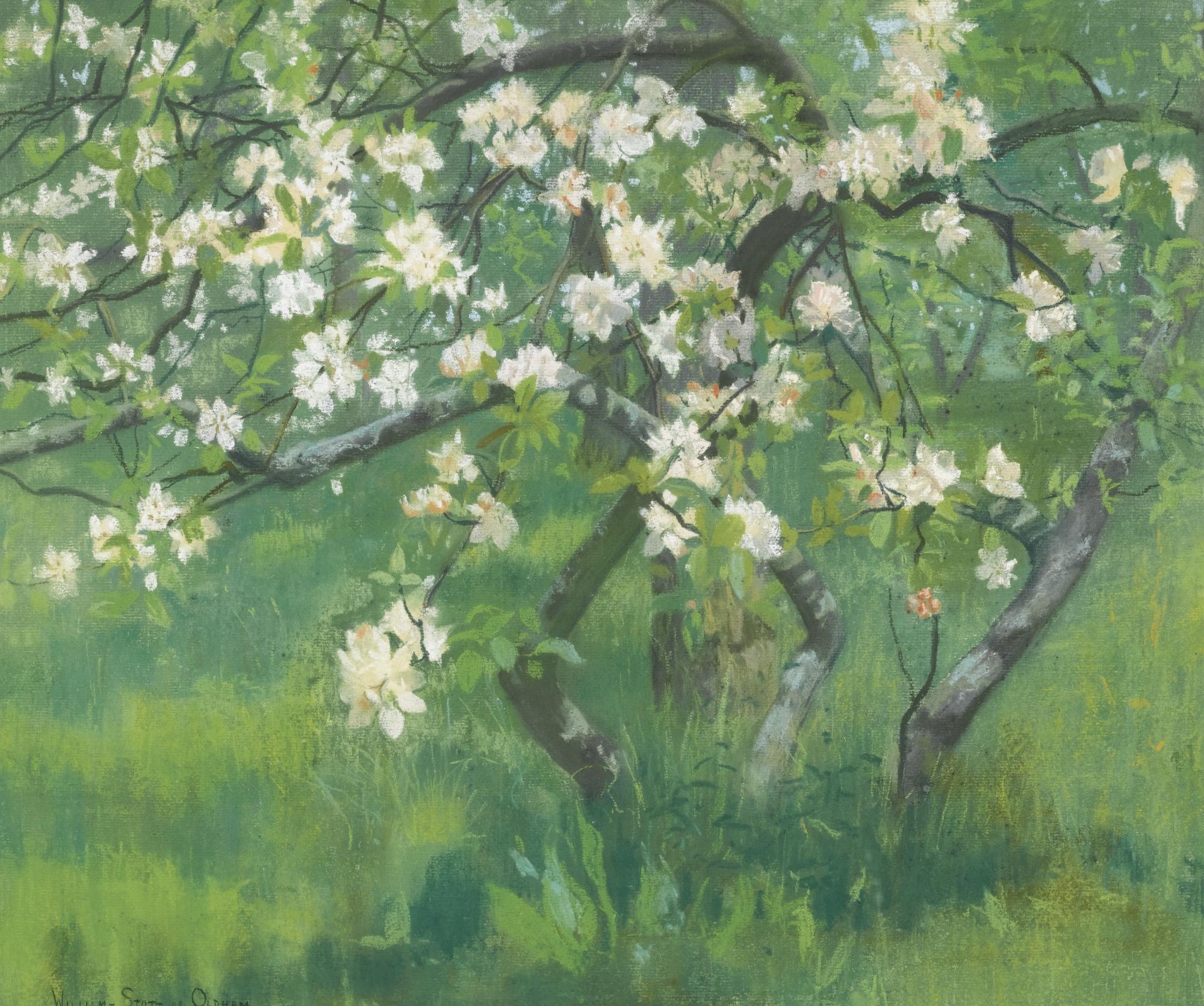 William Stott Of Oldham - Apple Tree In Blossom