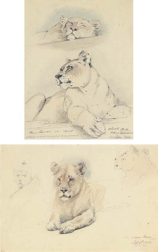 William Strutt - Two studies of a lioness