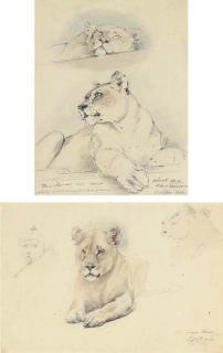 William Strutt - Two studies of a lioness