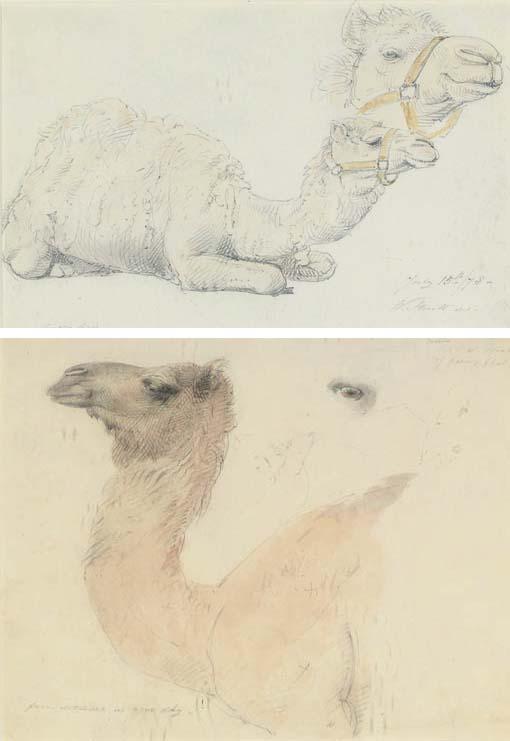William Strutt - Two studies of camels