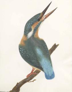 William Thomas Lewin - A kingfisher