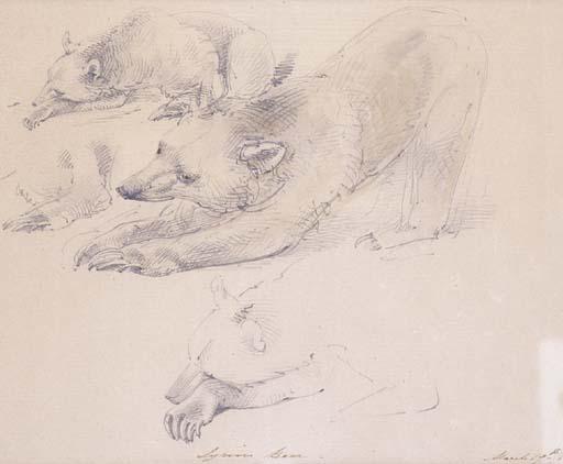 William Thomas Strutt - Bear Study