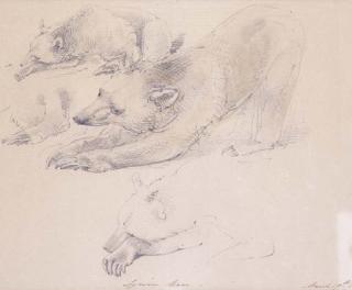 William Thomas Strutt - Bear Study