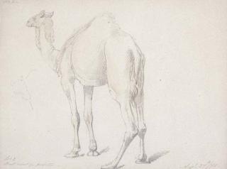 William Thomas Strutt - Camel Study