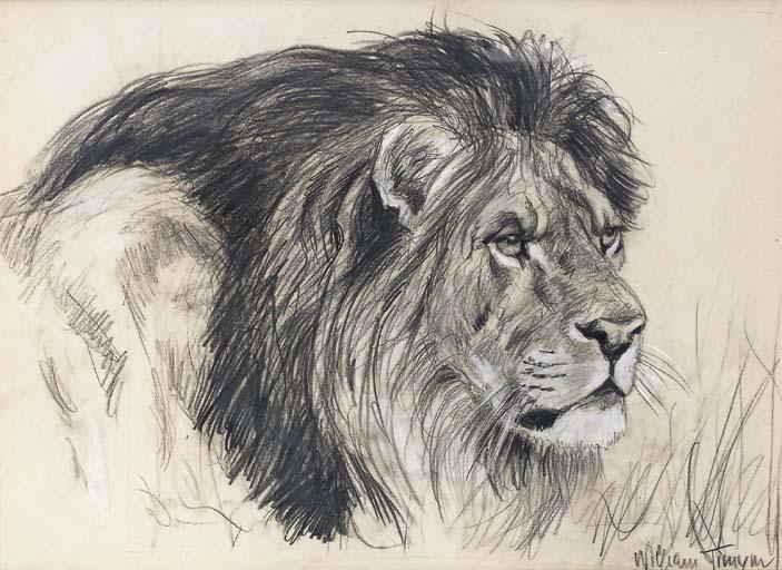 William Timym - Lion Study