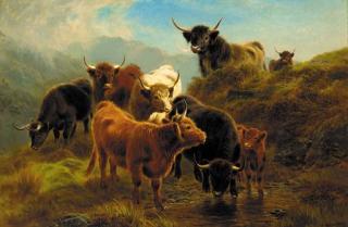 William Watson - Highland cattle