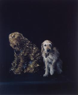 William Wegman - Airdale With Ryan