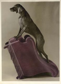 William Wegman - Armed Chair