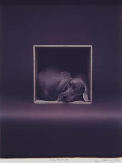 William Wegman - Back/Front/Top, 1989