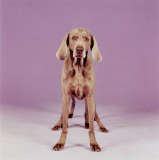 William Wegman - Batty back up