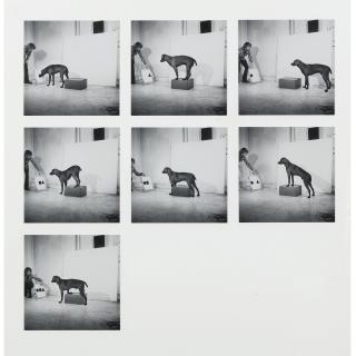 William Wegman - Before/On/After Permutations I: A Group Of Seven Prints