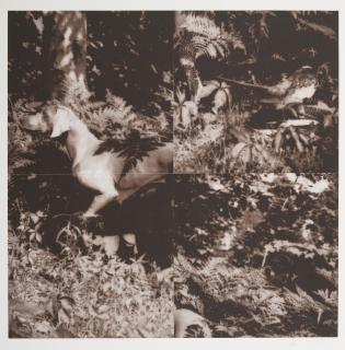 William Wegman - Bird Dog Suite 4